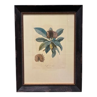 Vintage French Nèfle De Correa Botanical Fruit Print in Distressed Black & Gold Frame For Sale