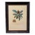 Vintage French Nèfle De Correa Botanical Fruit Print in Distressed Black & Gold Frame For Sale