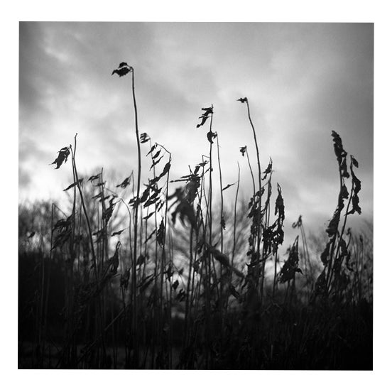 Paul Cooklin, Winter Decay, Edition of 50 For Sale