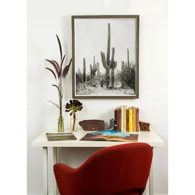 This Antique photograph circa Tuscon 1900 shows an expanse of giant Saguaro Cacti that exudes Southwest charm. Beautifully...