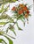 Original Watercolor Painting “Yellow Astilbe and Phlox” For Sale - Image 6 of 7