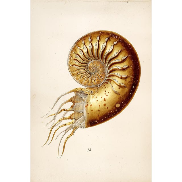 Set of 24 — Natural History Cabinet of Curiosities | 19th-Century Natural History Plates | Vintage Scientific Illustration | Gallery Wall Collection For Sale - Image 15 of 18