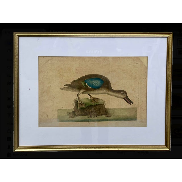 18th Century Framed Engravings by Mark Catesby, Set of Nine Natural History Art For Sale - Image 11 of 17