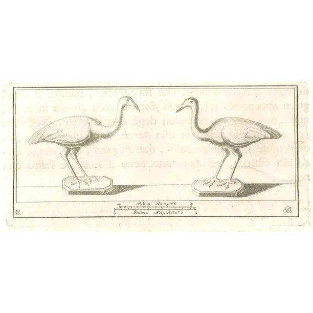 Birds Fresco from "Antiquities of Herculaneum" is an etching on paper realized by Various Authors in the 18th Century....