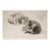 Late 19th Century Cat Study Drawing For Sale