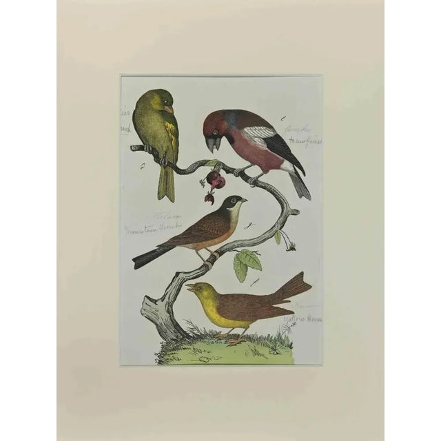 Johann Friedrich Naumann, Green Finch, Etching, 1840 For Sale - Image 3 of 3