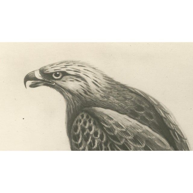 Lilian M. Medland, Honey Buzzard Bird, 1908, Monochrome Ornithological Plates, Set of 2 For Sale - Image 6 of 11