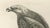 Lilian M. Medland, Honey Buzzard Bird, 1908, Monochrome Ornithological Plates, Set of 2 For Sale - Image 6 of 11