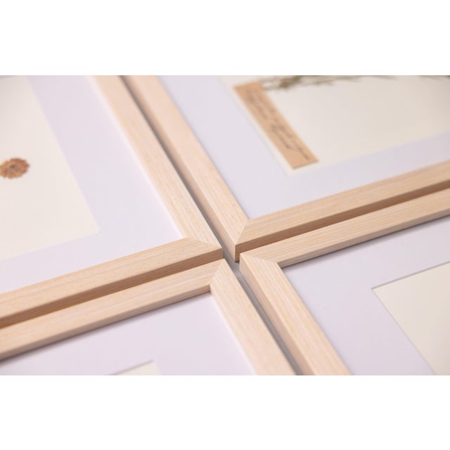 Custom Framed Antique Swedish Botanical Herbariums, Set of 12 For Sale - Image 15 of 17
