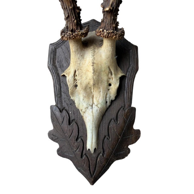 Cabin Roe Deer Trophy 84 Black Forest Antlers Mount For Sale - Image 3 of 5