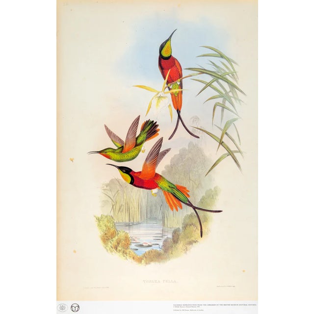 1990s Framed Print, Crimson Topaz Hummingbird or Topaza Pella (Plate 66- Hill House Edition) Reproduction Print After John Gould For Sale - Image 10 of 10