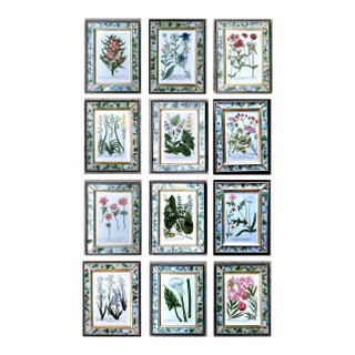 Botanical Splendor- Johann Weinmann Botanical Framed Engravings- A Set of Twelve (12) For Sale