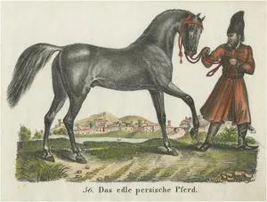 Persian Horse, Lithograph on Paper