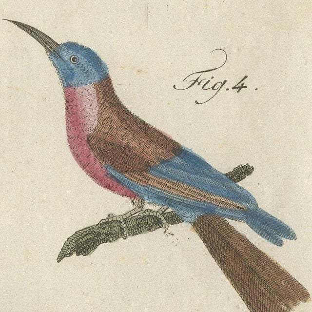 Bertuch, Royal Flycatcher and Bee-Eaters, 1805, Print For Sale - Image 9 of 12