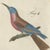Bertuch, Royal Flycatcher and Bee-Eaters, 1805, Print For Sale - Image 9 of 12