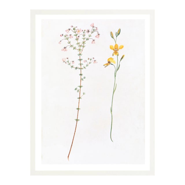 Illustration Celerie Kemble Curated Australian Botanical I (36x48) in White Frame For Sale - Image 3 of 4