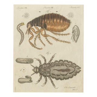 Bertuch, Flea and Louse Under the Microscope, 1805, Print For Sale