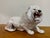 Vintage Italian Glazed Ceramic Lion, 1970s For Sale - Image 9 of 11