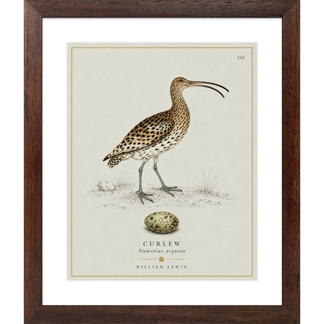 William Lewin 1789 Waterbirds Fine Art Gallery Board Print - The Curlew For Sale - Image 9 of 12