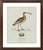 William Lewin 1789 Waterbirds Fine Art Gallery Board Print - The Curlew For Sale - Image 9 of 12