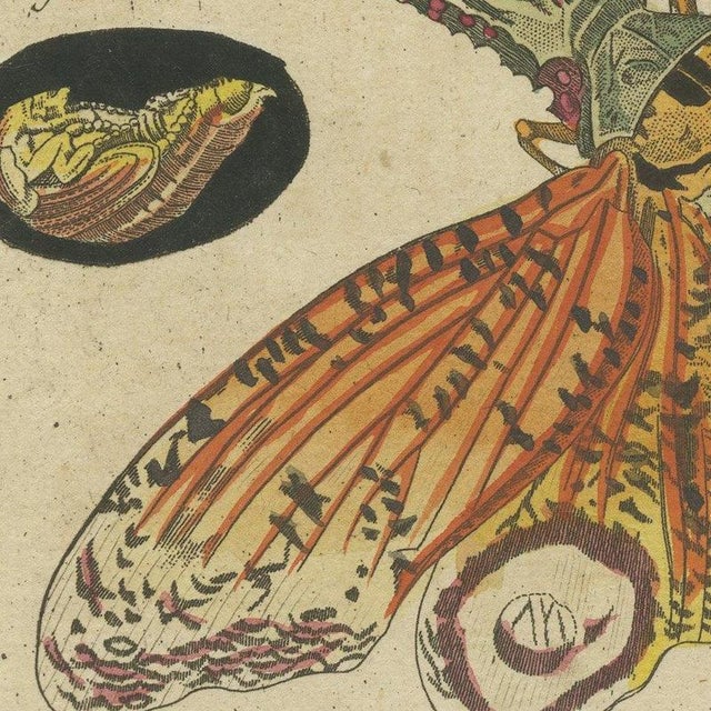 Bertuch, Hercules Beetle and Lantern Fly, 1805, Print For Sale - Image 9 of 12