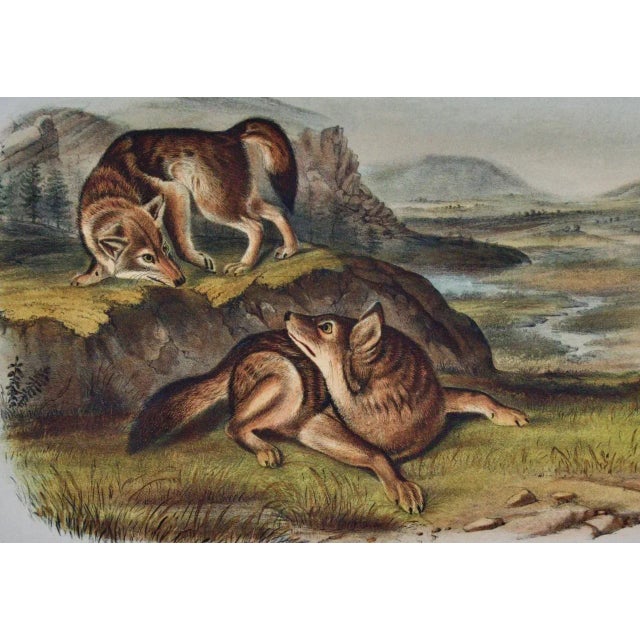 Audubon Prairie Wolf: An Original Audubon 19th Century Hand-Colored Lithograph, 1849-1854 For Sale - Image 4 of 4