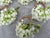 White Green Floral Napkin Ring - Set of 10 For Sale - Image 4 of 16