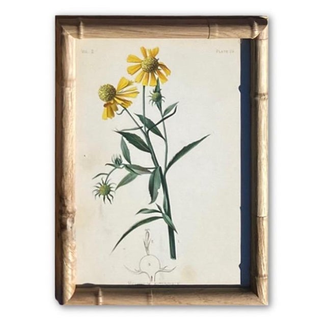 Ivory Framed Botanical Chromolithographs Set of 9 — “Wild Flowers of America”, Volume Ii, L. Prang & Co., Boston (C. 1878) For Sale - Image 8 of 18