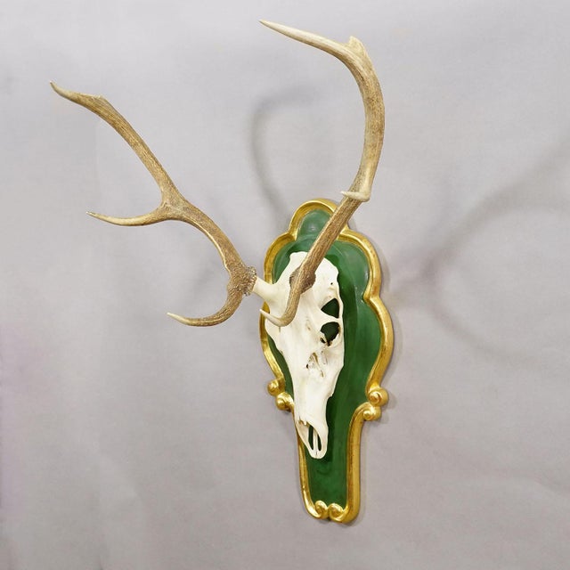 Large 8 Pointer Red Deer Trophy on Wooden Plaque A large 8 pointer red deer (Cervus elaphus) trophy from the Black Forest....