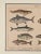 Realism Fish Engraving, Germany Circa 1880 For Sale - Image 3 of 4