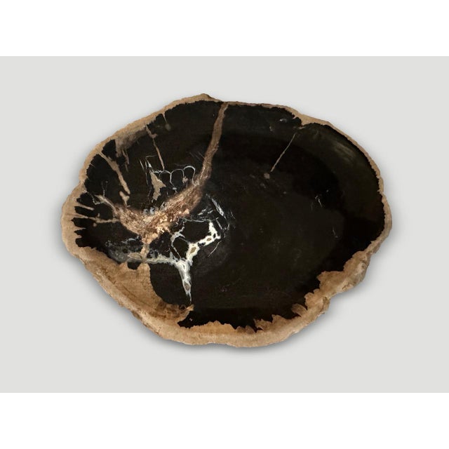 Contemporary Andrianna Shamaris Petrified Wood Shallow Dish For Sale - Image 3 of 6