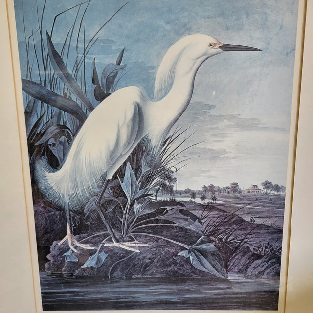 Wood Mid 20th Century After John James Audubon Vintage Print White Egret Antique Walnut Frame For Sale - Image 7 of 9