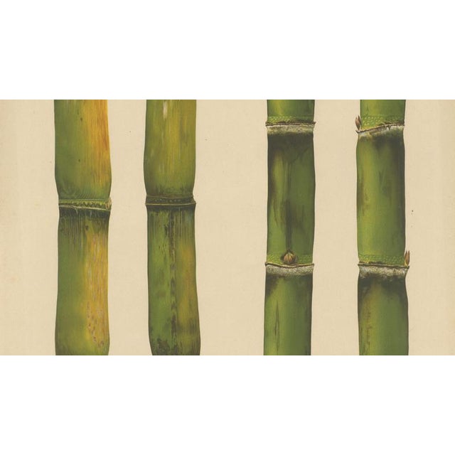 Sugarcane, 1892, Paper For Sale - Image 3 of 10
