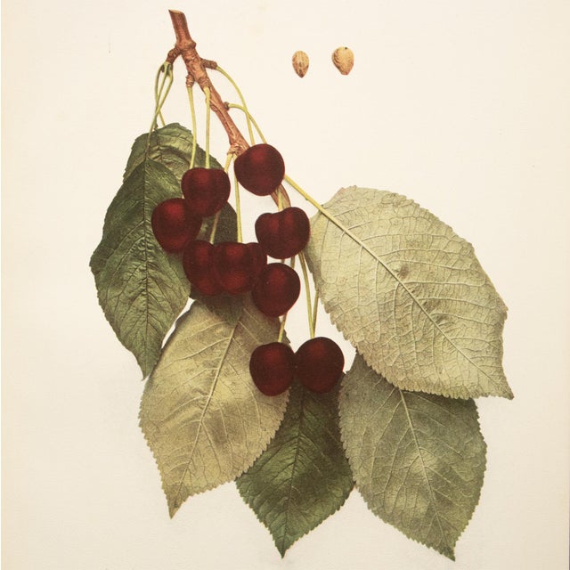 1900 - 1909 1900s U. P. Hedrick, Original Antique Photogravure of Mezel Cherries For Sale - Image 5 of 7