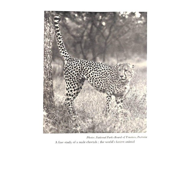 Paper "African Adventures" 1957 Burger, John F. For Sale - Image 7 of 7