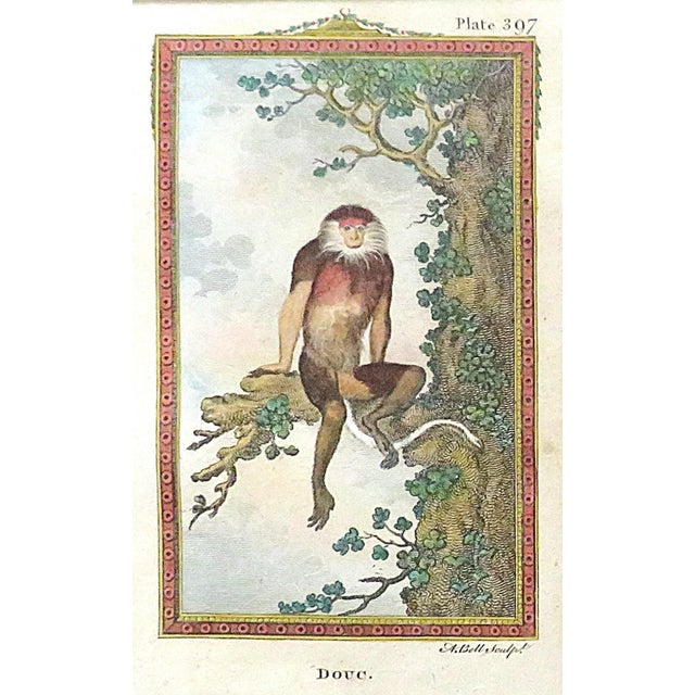 Early 19th Century Pair of French Framed Engravings Hand Colored George-Louis Leclerc Comte De Buffon Monkeys Antique For Sale - Image 5 of 7