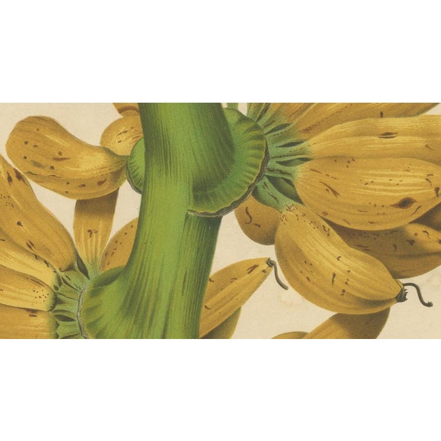 Sheep van Nooten, Banana Botanical, 1880, Chromolithograph For Sale - Image 4 of 9