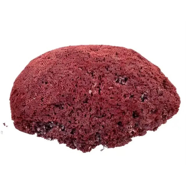 Contemporary Large Natural Red Pipe Coral Specimen. #2 For Sale - Image 3 of 8