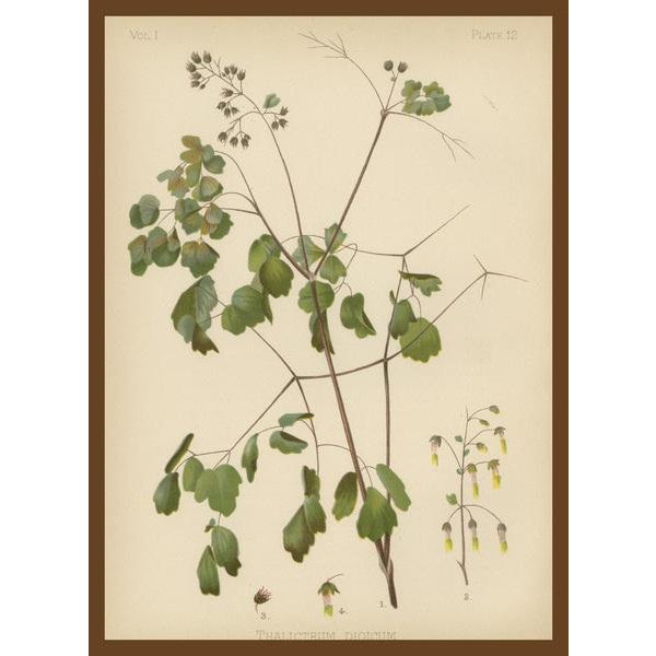 Blue Meehan, Native US Flora, Chromolithographs, 1879, Set of 3 For Sale - Image 8 of 10
