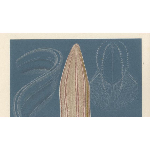 Richard Lydekker, Ctenophores (Comb Jellies) Marine Invertebrates, 1896, Color Process Print For Sale - Image 4 of 9