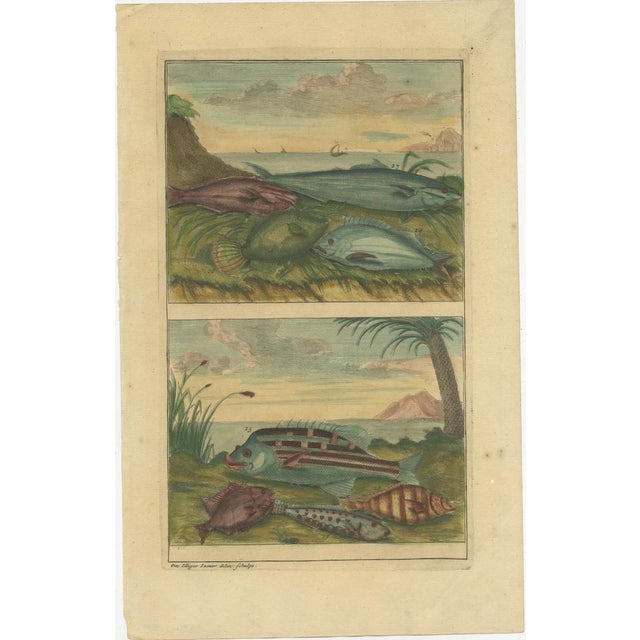 F. Valentijn, Fishes and Crustaceans, 1726, Paper, Set of 12 For Sale - Image 4 of 14