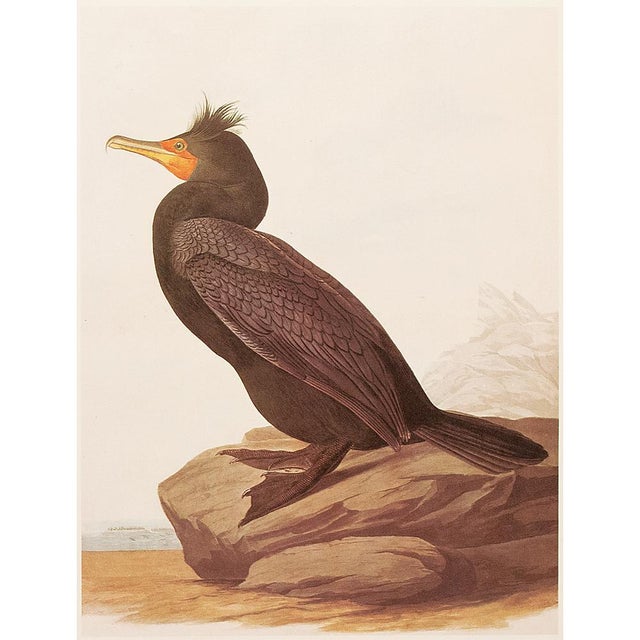 Paper 1966 Vintage Cottage Print "Double-Crested Cormorant" After John James Audubon For Sale - Image 7 of 9
