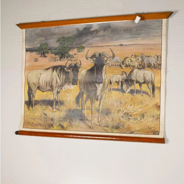 Canvas Print of Mouflon After Antonio Vallardi For Sale - Image 4 of 6