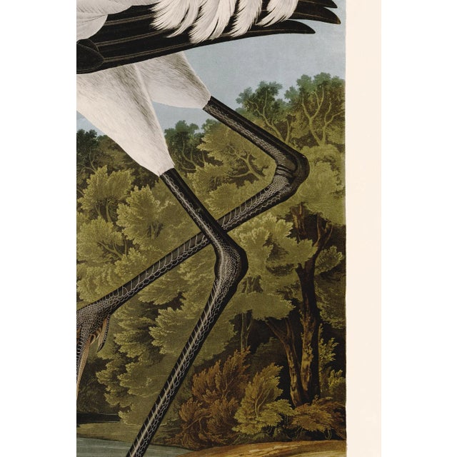 Illustration Hooping Crane Print in Black Veneer With Silver Edge Moulding, After Audubon For Sale - Image 3 of 7