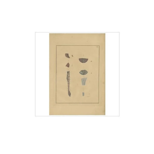 Untitled medical print. This print originates from‚ Den Bau der Lungen‘ by F.D. Travel iron. Published by A. Rücker, 1822.