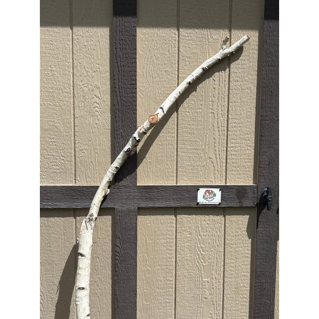 Real white birch branch cut from the Treasure Valley, ID (2013), trimmed to perfection, height at 69" with 26" wide and 2...