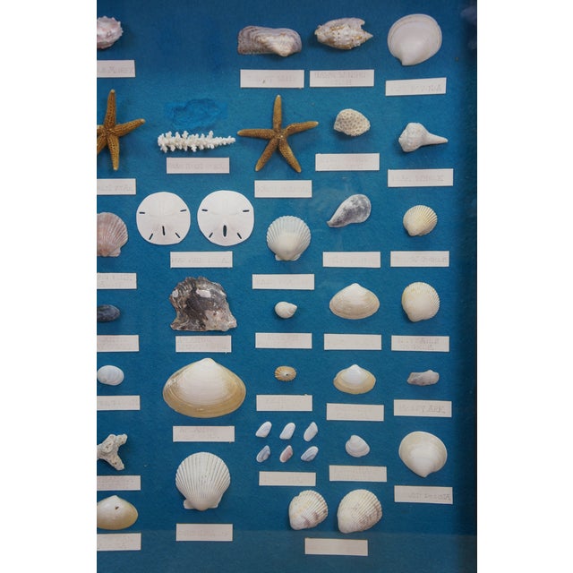 Late 20th Century Nautical Ocean Seashell Coral Fish Theme Shadowbox Display Fossil Specimens 25" For Sale - Image 9 of 11