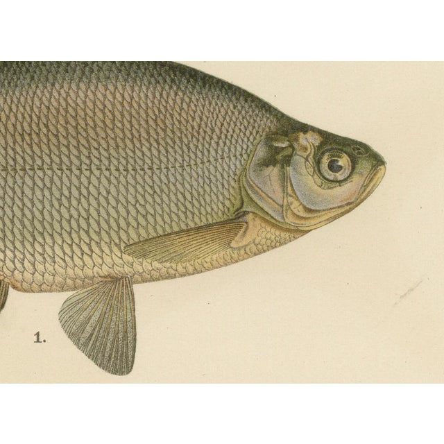 Bream and White Bream, 1895, Paper For Sale - Image 3 of 10