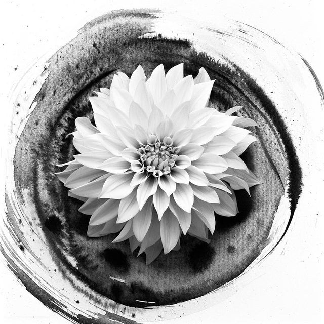 Dahlia on Ink #2' 2023 Black and white floral film photography combination with ink painting. Made using a large format...