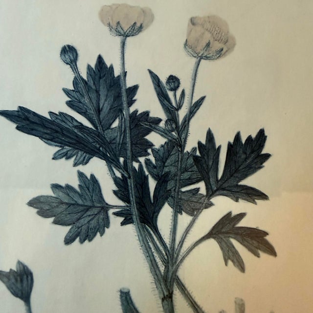 Blue Late 20th Century Pair of 1840s Reproduction Botanical Specimen Prints, Charlock Mustard & Creeping Crowfoot For Sale - Image 8 of 10